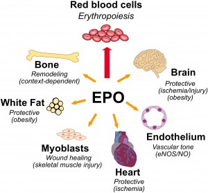 epo