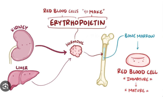 Erythropoietin